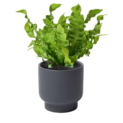 Grey Ceramic Plant Pots - Succulent Flower Small Planter, Pot for Indoor Outdoor Garden Plants with Drainage Holes - Plants Not Included 4.33 X4.33 Inch - color: Gray
