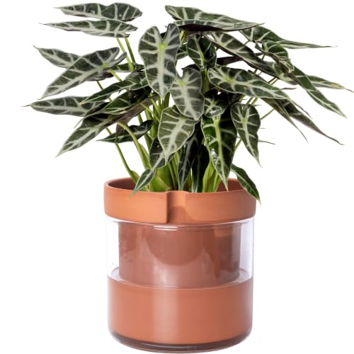Phoenix Vine 8 Inch Self Watering Planter Pot, Terracotta Clay Pot with Glass Reservoir for Indoor Plants, Herbs, Flowers, Set of 1, 52-A-H-1 - color: Terracotta, size: 8" (1 Pack)