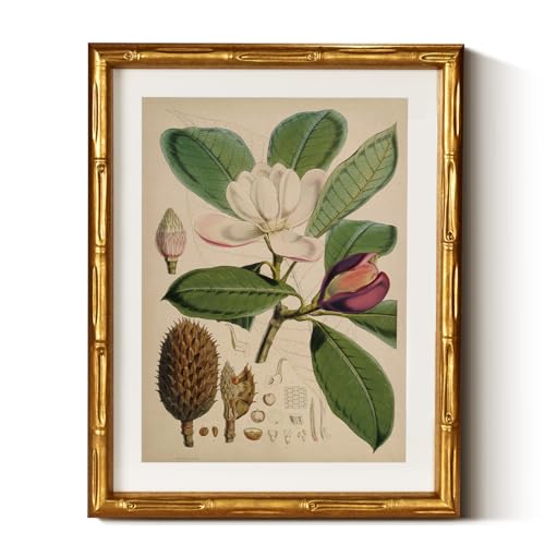 InSimSea Gold Bamboo Framed Wall Art,Retro Magnolia Botanical Print,11x14In - color: Magnolia