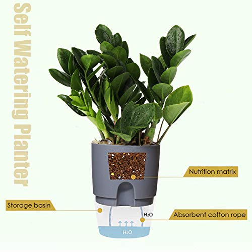 Vanavazon 6 Inch Self Watering Pots for Indoor Plants African Violet Pots - color: Gray