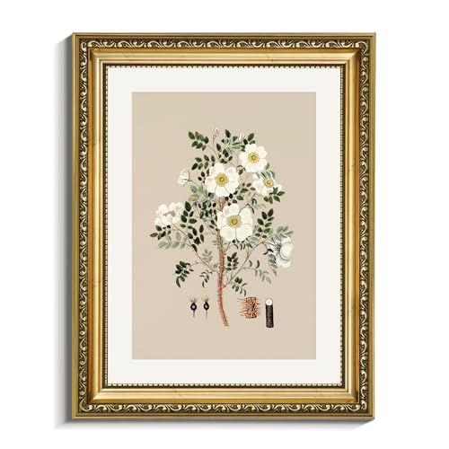 VIYYIEA Gold Framed Canvas Wall Art, 11x14 Vintage Botanical White Floral Illustration, Antique Wildflower Print with Elegant Gold Frame for Living Room Bedroom Entryway Wall Decor - color: Flower with Thorns, size: 14"L x 11"W