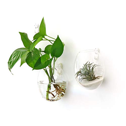 Kingbuy Egg Shaped for Propagating Hydroponic Plants 4 Pack Wall Planter - color: Ellipse Shape