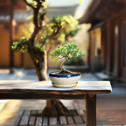 SQOWL Succulent Pots 6 Inch, Ceramic Bonsai Pots with Saucer, Blue-Beige - color: Blue-beige, size: 6 Inch