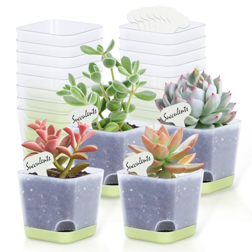 Oliz 20pk 3" Square Succulent Pots w/Drainage & Saucers - size: Mini Clear Pots 20 Pack