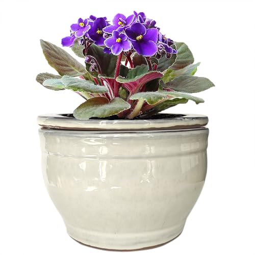 African Violet Pots Self Watering White 6 inch - color: White