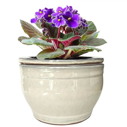 African Violet Pots Self Watering White 6 inch - color: White