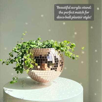 SCANDINORDICA Disco Ball Planter, Value Package, 8-inch Rose Gold - size: 8" Rose Gold