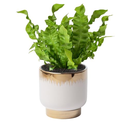 White Gold Ceramic Planters, Flower Pots, 4.33 X 4.33 Inch - color: White and Gold