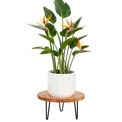 Wood Plant Stand, Wooden Round Plant Stand for Indoor Plants, Modern Plant Holder for Succulent Plant Nursery Pot Flower Pot Planter (Large) - size: Large