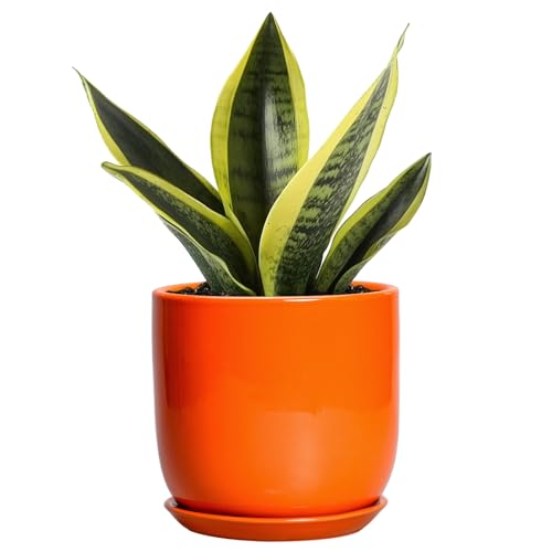 5 Inch Plant Pot - Ceramic Planter for Succulent Cactus Herbs Indoor Plants, Modern Round Flower Pot with Drainage Hole and Saucer, Gifts for Plant Lovers, Patio Office Home Decor, Orange - color: Glossy Orange, size: 5.3 Inch