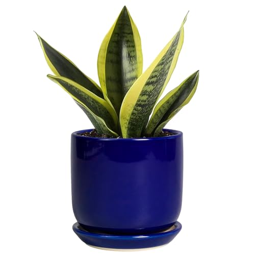 Succulent Pot 5 Inch, Modern Ceramic Planter, Blue - color: Dark Blue, size: 5.3 Inch