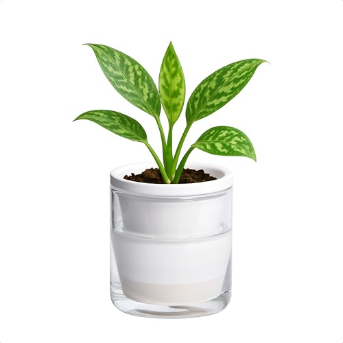 D'vine Dev Self-Watering White Terracotta Planter Pot, 4 in, 37-X-A-2 - color: White, size: 4 Inch
