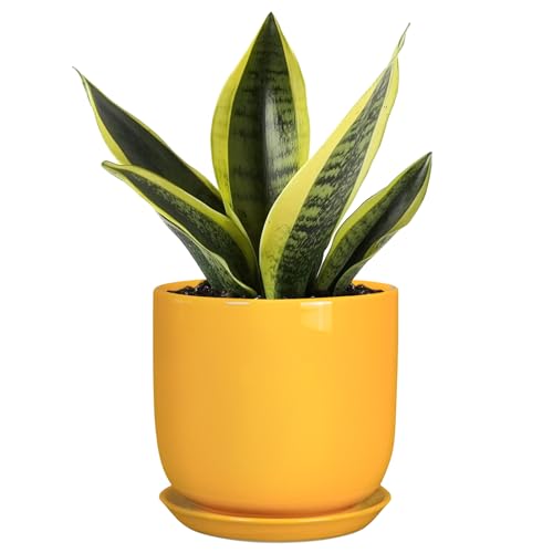 Plant Pot 5 Inch - Modern Round Indoor Ceramic Planter with Drainage Hole and Tray for Succulent Cactus Herbs Plants, Home House Garden Office Decor, Yellow - color: Gloss Yellow, size: 5.3 Inch