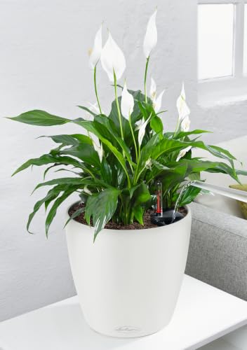 Lechuza 13210 Classico 35 Self-Watering Planter for Indoor and Outdoor Use, 14" x 14" x 13", White Matte - color: White Matte, style: 35