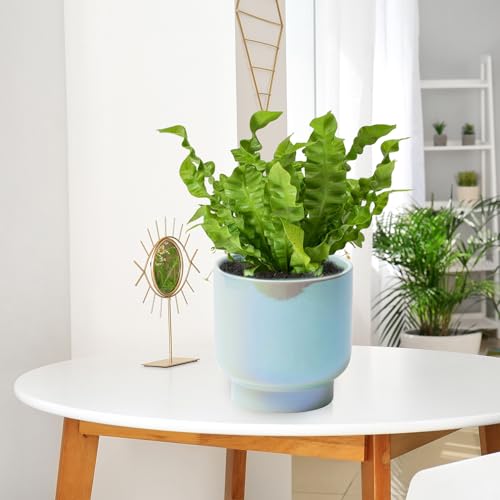 Teal Ceramic Plant Pots - Succulent Flower Small Planter, Pot for Indoor Outdoor Garden Plants with Drainage Holes - Plants Not Included 4.33 X4.33 Inch - color: Teal