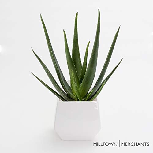 Succulent Wall Planters - Wall Vases - White Ceramic Wall Mounted Planters - Succulent Plant Pots - Hanging Vases for Living Wall (2 Pack/Contemporary/White) - color: Large White Contemporary