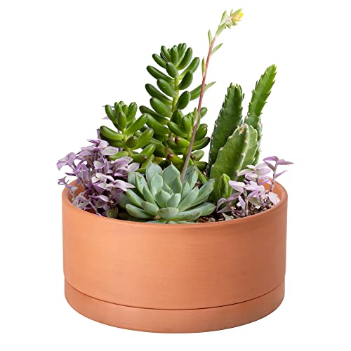 D'vine Dev Terracotta Shallow Planter Pot with Saucer, 8 in, 40-Y-A-0 - size: 8 Inch