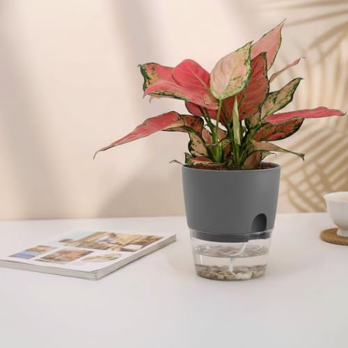 Vanavazon 6 Inch Self Watering Pots for Indoor Plants African Violet Pots - color: Gray