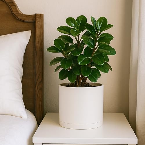 D'vine Dev Plastic Planter Pot with Saucer, 8 in, Oatmeal, 74-X-H-1 - color: Oatmeal, size: 8"