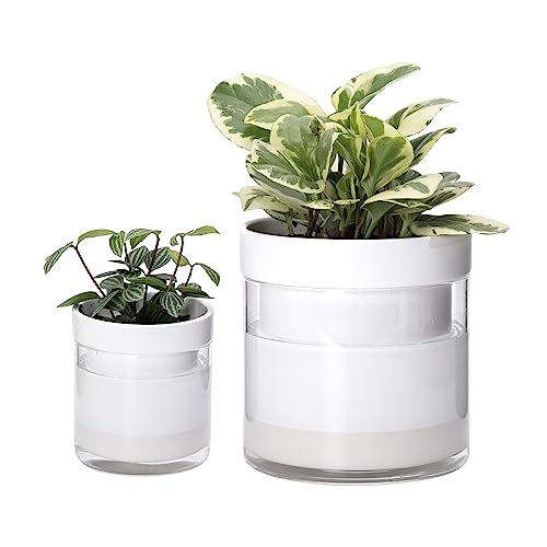 Phoenix Vine 6 Inch 4 Inch Self Watering Planter, White Terracotta Clay Pots with Glass Reservoir for Indoor Plants, Herbs, Flowers, 52-B-G-46 - color: White, size: 4+6 Inch