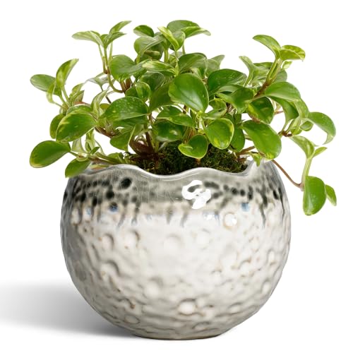 Ceramic Plant Pots 4 Inch, Small Ceramic Planter, Beige-Grey - color: Beige-grey, size: 4.5 Inch