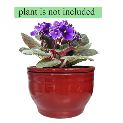 Self Watering African Violet Pots Red 6 inch - color: Red