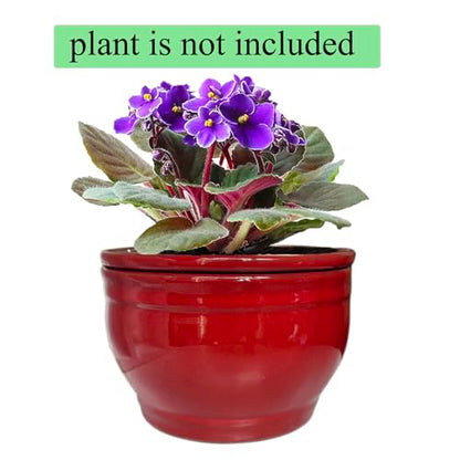 Self Watering African Violet Pots Red 6 inch - color: Red