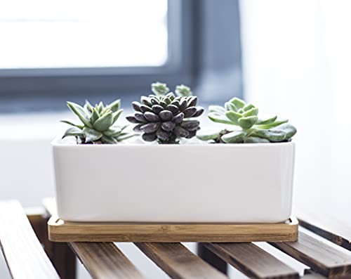 LANKER 6.5 Inch Rectangle White Ceramic Succulent Planter Pot with Bamboo Tray