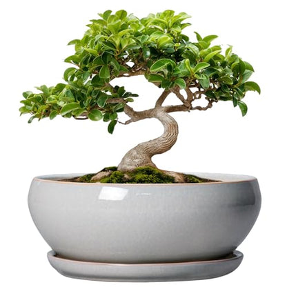 SQOWL Bonsai Tree Pots, 8 Inch Ceramic Plant Pots with Saucer, Gray - color: Gray, size: 8 Inch