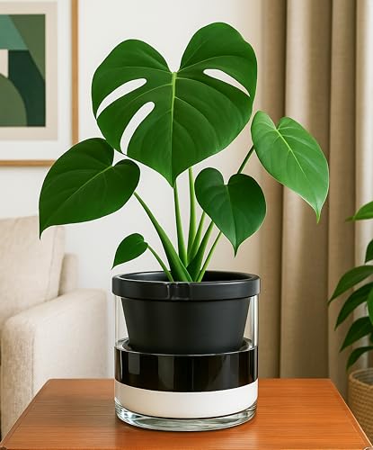 D'vine Dev Self-Watering Black Terracotta Planter Pot, 8 in, 37-X-C-3 - color: Black, size: 8 Inch