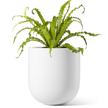 LE TAUCI 6 Inch Ceramic Plant Pot, Small Indoor Planter, White - color: White, size: 6”