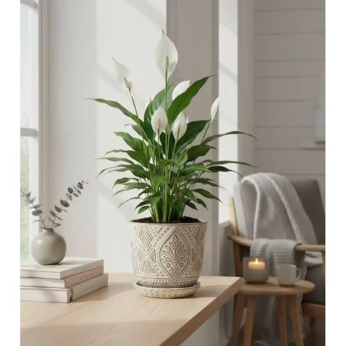 Gepege Ceramic Plant Pots, 6 Inch Indoor Planters with Drainage & Saucers - color: White-b, size: 6 Inch - Set of 2