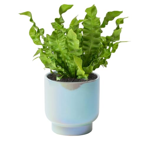 Teal Ceramic Plant Pots - Succulent Flower Small Planter, Pot for Indoor Outdoor Garden Plants with Drainage Holes - Plants Not Included 4.33 X4.33 Inch - color: Teal