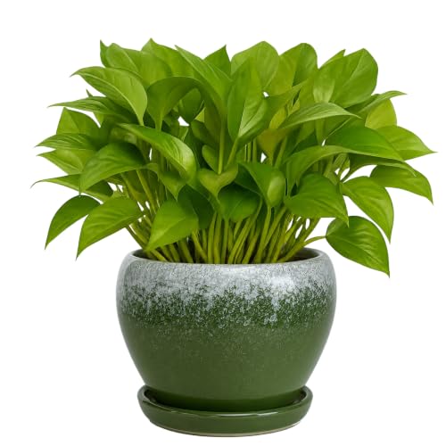 Deep Dream 6 Inch Plant Pots- Ceramic Planter Pot with Drainage Hole and Saucer, Round Flower Pot for Indoor Outdoor Succulent, Snake Plants and Cactus, Blackish Green - color: Blackish Green, size: 6 Inch
