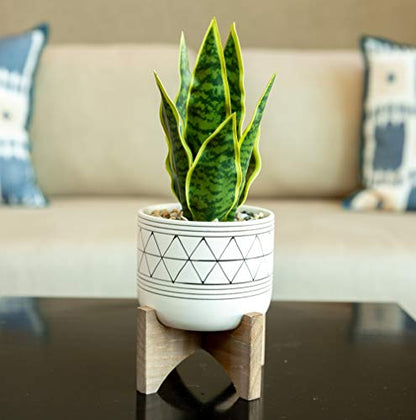 Flora Bunda 5" White Black Ceramic Geometric W/Wood Stand Planter Mid Century - color: White/Black Line 5"