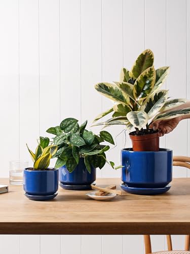 LE TAUCI Ceramic Pots for Plants, 4.3+5.3+6.8 Inch, Set of 3, Sapphire Blue - color: Sapphire Blue, size: 4.3"+5.3"+6.8"