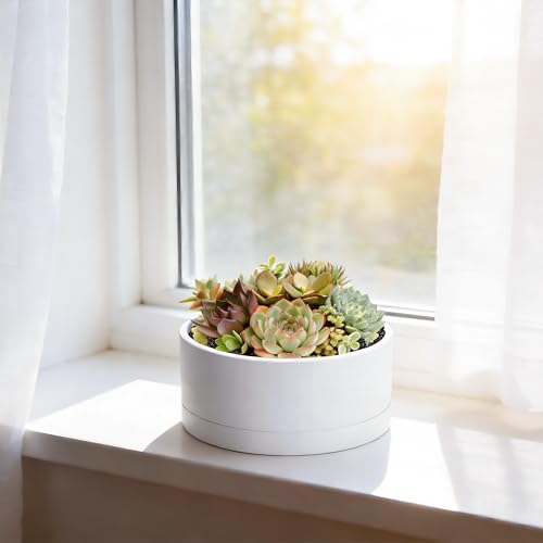 D'vine Dev 8 in Shallow Round Succulent Planter, White, 76-Z-A-1 - color: White, size: 8 Inch
