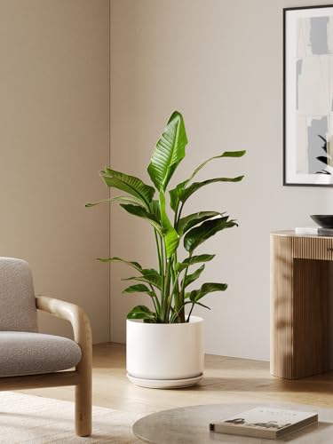 LE TAUCI 12 Inch Pots for Plants, Ceramic Planter with Saucer, White - color: White, size: 12"
