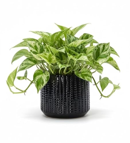 Ceramic Planter Pot with Drainage Hole, 5 Inch Dia, Indoor and Outdoor, Home Patio Garden, Plants&Flowers, Textured Round (Black) - style: Textured Round-Black