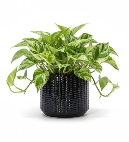 Ceramic Planter Pot with Drainage Hole, 5 Inch Dia, Indoor and Outdoor, Home Patio Garden, Plants&Flowers, Textured Round (Black) - style: Textured Round-Black