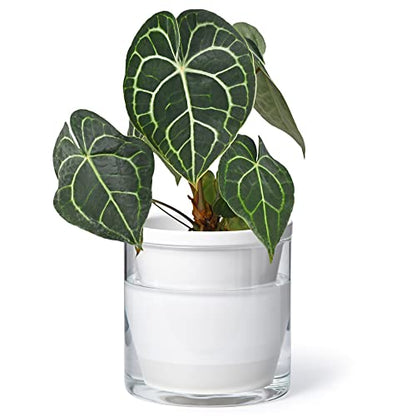 D'vine Dev Self-Watering White Terracotta Planter Pot, 6 in, 37-X-B-2 - color: White, size: 6 Inch