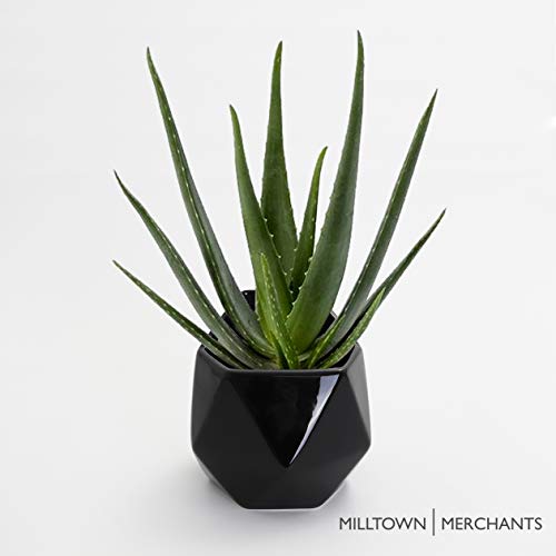 Succulent Wall Planters - Wall Vases - White Ceramic Wall Mounted Planters - Succulent Plant Pots - Hanging Vases for Living Wall (2 Pack/Geometric/Black) - color: Large Black Geometric