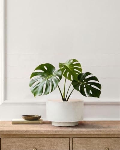 Succulent Pots, 8"+6" Plant Pots, Ceramic Planters for Indoor Plants - color: White