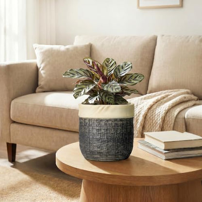 6 Inch Plant Pot, Ceramic Plant Pots, Round Planter, Light Black - color: Light Black, size: 6 Inch