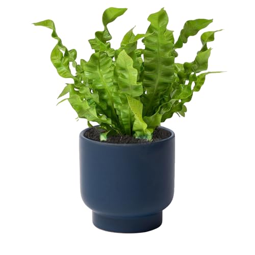 Blue Ceramic Planter - Succulent Flower Small Plant Pots, Pot for Indoor Outdoor Garden Plants with Drainage Holes - Plants Not Included 4.33 X4.33 Inch - color: Blue