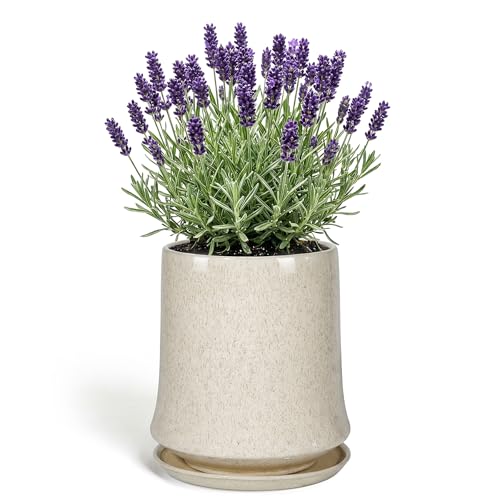 8 Inch Ceramic Planter Pot with Saucer Drainage Leak-Proof Mesh,Flower Pots for Lavender with Gardening Gloves,Ceramic Planter for Orchid(Silk White) - color: Silk White, size: 8 Inch