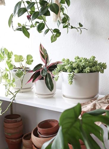 LE TAUCI Ceramic Pots for Plants, 4.3+5.3+6.8 Inch, Set of 3, White - color: White, size: 4.3"+5.3"+6.8"