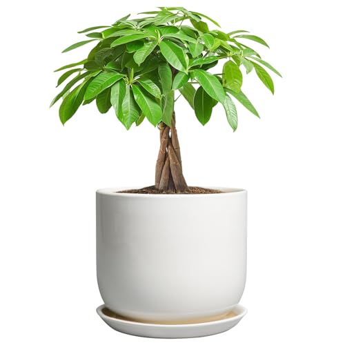 Ceramic Pot for Plants 7 Inch - Modern Round Indoor Outdoor Planter with Drainage Hole and Saucer, Home House Office Room Decor, White - color: Gloss White, size: 7 Inch