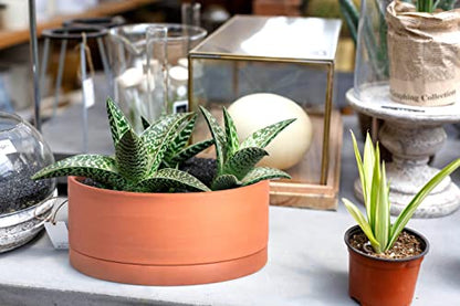 D'vine Dev Terracotta Shallow Planter Pot with Saucer, 8 in, 40-Y-A-0 - size: 8 Inch