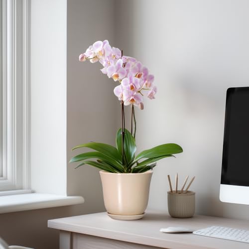 Ceramic Pots for Plants, 5.6 Inch Plant Pot with Drainage, Beige - color: Beige, size: 6 Inch